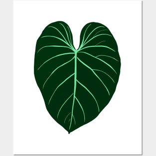 Philodendron gloriosum Posters and Art